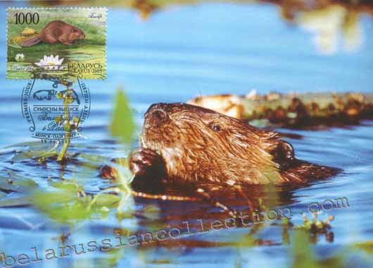 Beaver